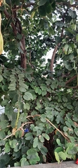 Bauhinia variegata