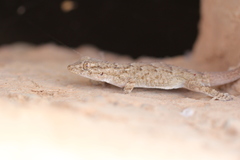Tarentola mauritanica