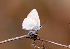 Satyrium sylvinus dryope