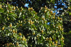 Machilus thunbergii