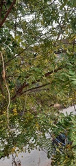 Azadirachta indica