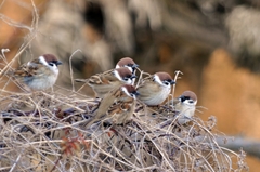 Passer montanus