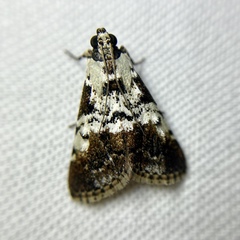 Orthaga rubridiscalis