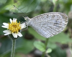 Leptosia nina
