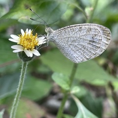 Leptosia nina