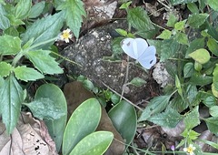 Leptosia nina