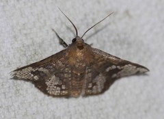 Canaea hyalospila