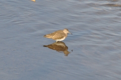 Tringa ochropus