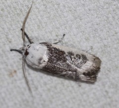 Cryptophasa albacosta