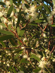 Hakea ambigua