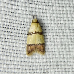 Heteroteucha distephana