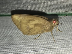 Erionota torus