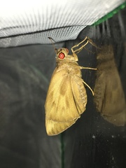 Erionota torus