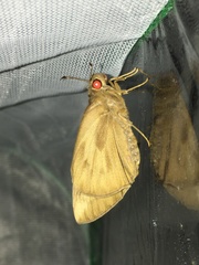 Erionota torus