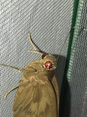 Erionota torus