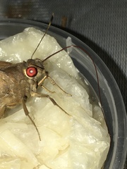 Erionota torus