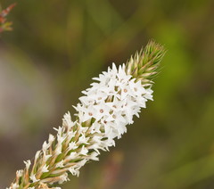 Epacris paludosa
