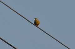 Chloris sinica