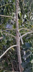 Ailanthus excelsa