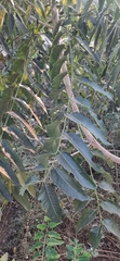 Ailanthus excelsa