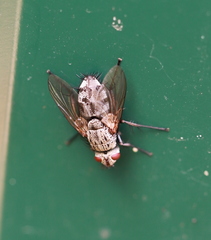 Microphthalma europaea