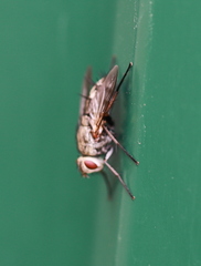 Microphthalma europaea