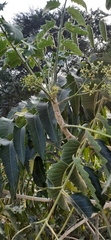 Ailanthus excelsa
