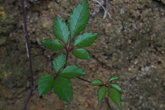 Tetrastigma