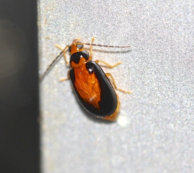 Monolepta medioflava