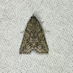 Calathusa basicunea