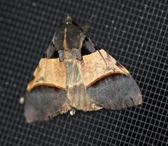 Serrodes mediopallens