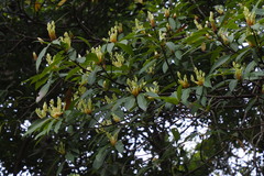 Machilus thunbergii