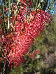 Melaleuca quadrifida