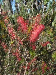 Melaleuca quadrifida