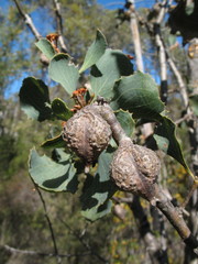 Hakea baxteri