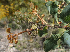 Hakea undulata