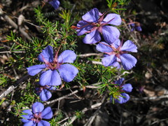 Platytheca galioides