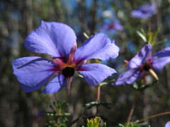 Platytheca galioides
