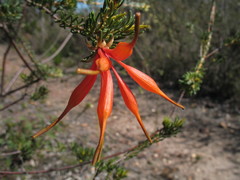 Lambertia ericifolia