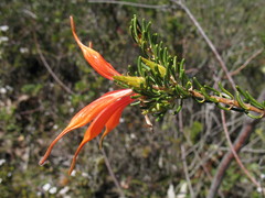 Lambertia ericifolia
