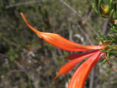 Lambertia ericifolia