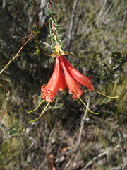 Lambertia ericifolia