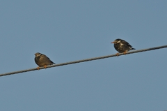 Spodiopsar cineraceus