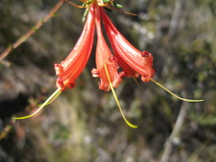Lambertia ericifolia
