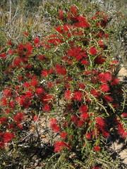 Melaleuca cyrtodonta