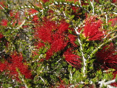 Melaleuca cyrtodonta