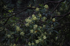 Machilus thunbergii