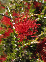 Melaleuca cyrtodonta