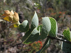 Hakea cucullata