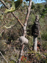 Hakea cucullata